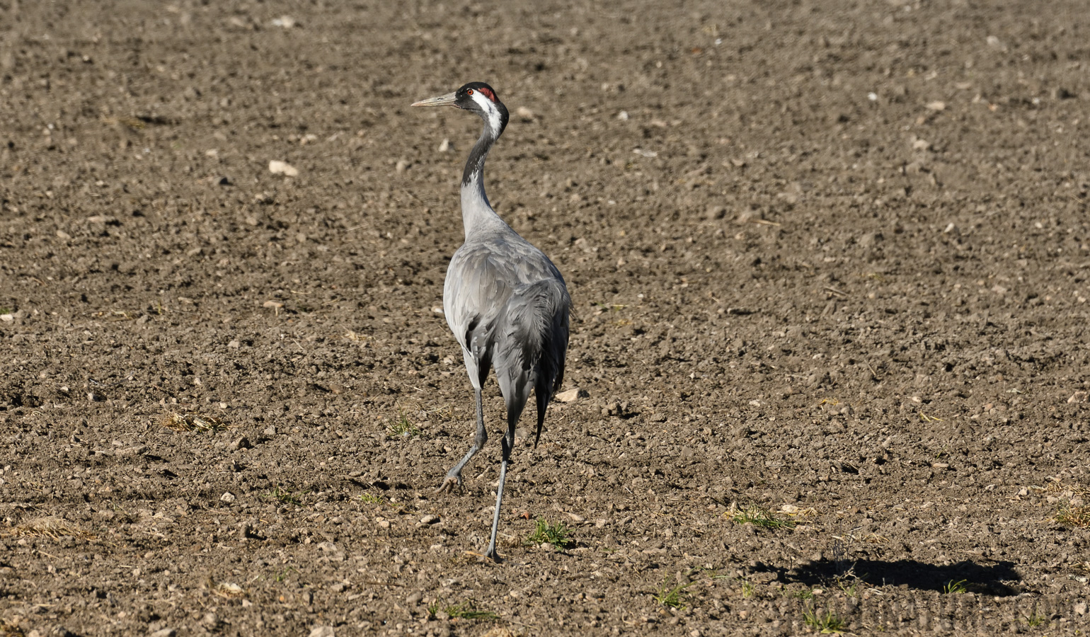 Grus grus [400 mm, 1/1600 Sek. bei f / 10, ISO 800]